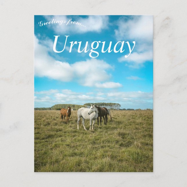 Carte Postale Chevaux en Uruguay (Devant)