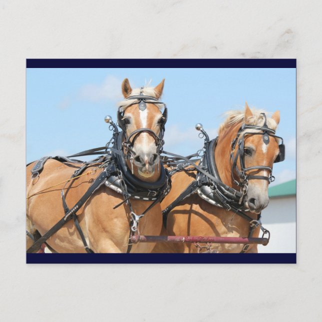 Carte Postale Chevaux Haflinger (Devant)