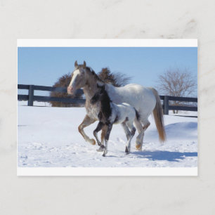 Carte Postale Chevaux Hiver Sports Neige Pays Ferme Amour