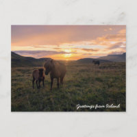 chevaux islandais -