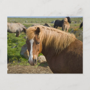 Carte Postale Chevaux islandais dans le nord-est de l'Islande