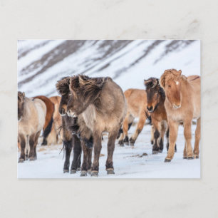 Carte Postale Chevaux islandais dans les pâturages d'hiver près 