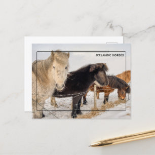 Carte Postale Chevaux islandais majestueux