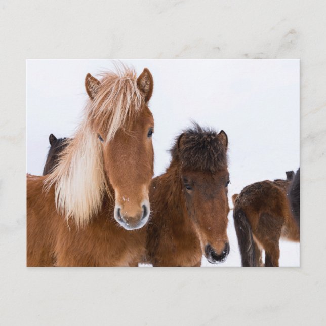Carte Postale Chevaux Islandais mignons ensemble (Devant)