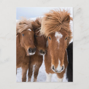 Carte Postale Chevaux islandais se blottissent, Islande