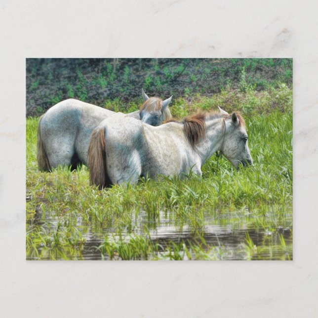 Carte Postale Chevaux le long de l'Amazonie (Devant)