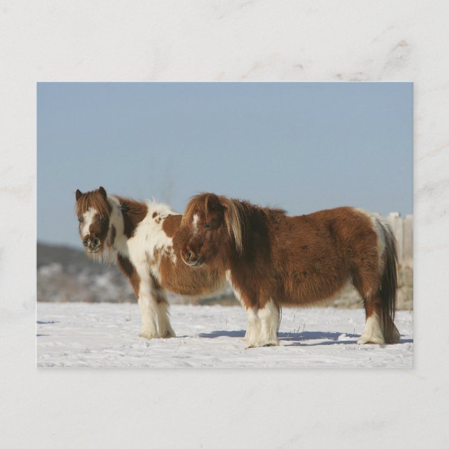 Carte Postale Chevaux miniatures debout dans la neige (Devant)