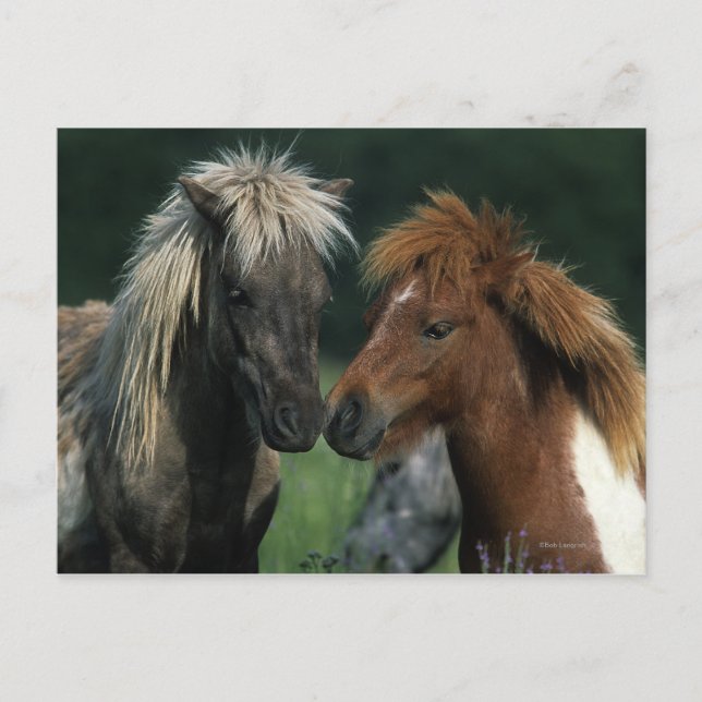 Carte Postale Chevaux miniatures Touchant (Devant)