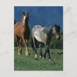 Carte Postale Chevaux Mustang Sauvages