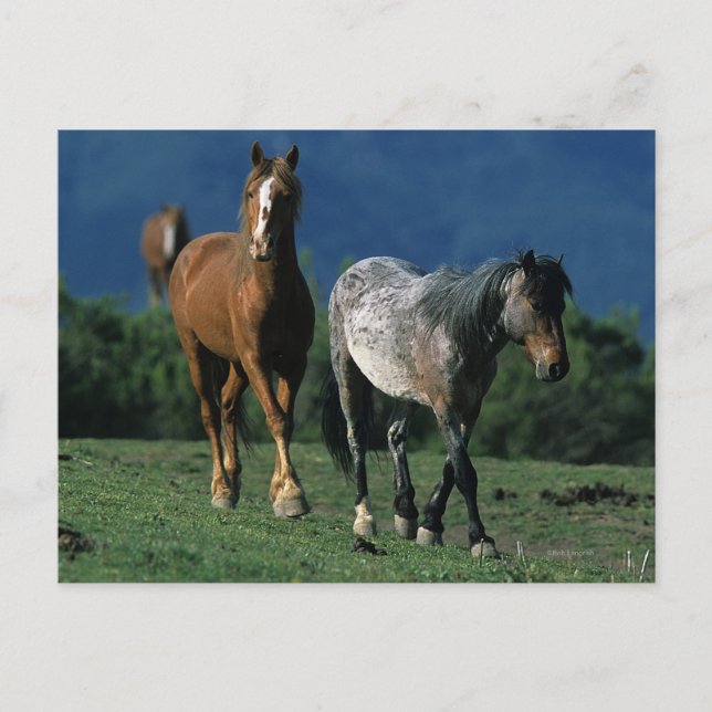 Carte Postale Chevaux Mustang Sauvages (Devant)