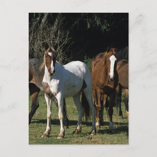 Carte Postale Chevaux Mustang Sauvages 1 (Devant)