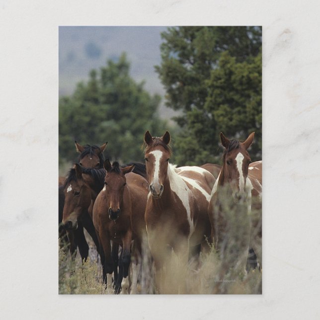Carte Postale Chevaux Mustang Sauvages 2 (Devant)