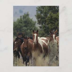 Carte Postale Chevaux Mustang Sauvages 2