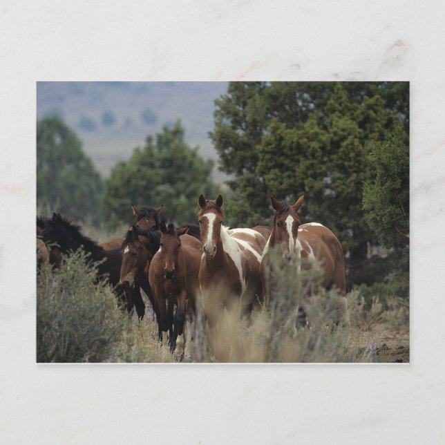 Carte Postale Chevaux Mustang Sauvages 2 (Devant)