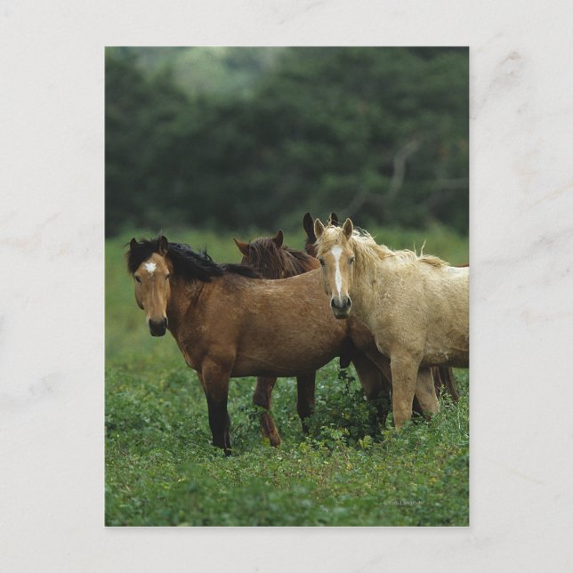 Carte Postale Chevaux Mustang Sauvages 4 (Devant)