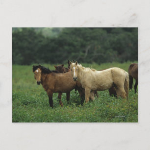 Carte Postale Chevaux Mustang Sauvages 4