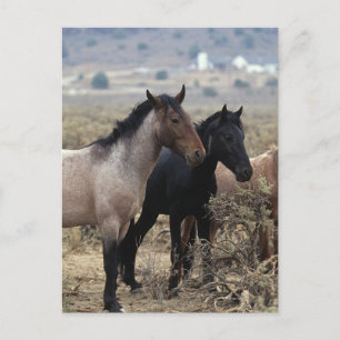 Carte Postale Chevaux Mustang sauvages 5