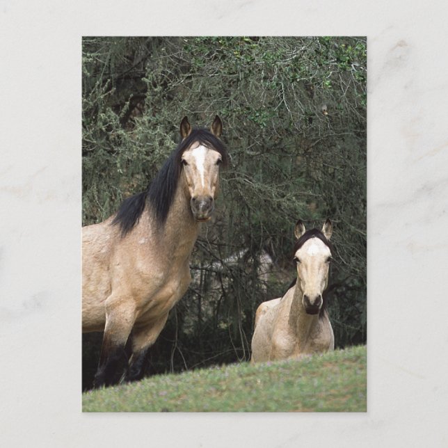 Carte Postale Chevaux Mustang Sauvages 6 (Devant)