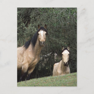 Carte Postale Chevaux Mustang Sauvages 6