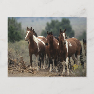 Carte Postale Chevaux Mustang Sauvages 7
