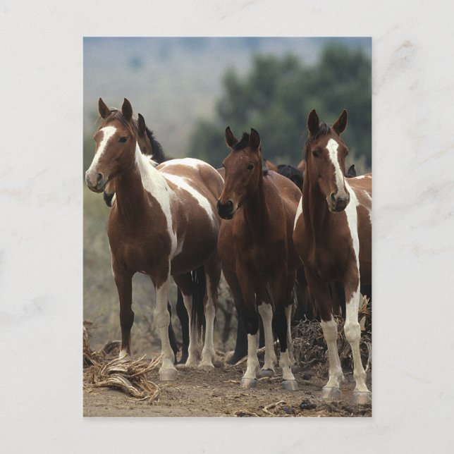 Carte Postale Chevaux Mustang Sauvages 7 (Devant)