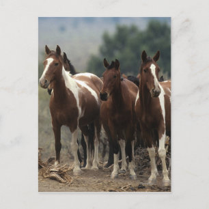 Carte Postale Chevaux Mustang Sauvages 7