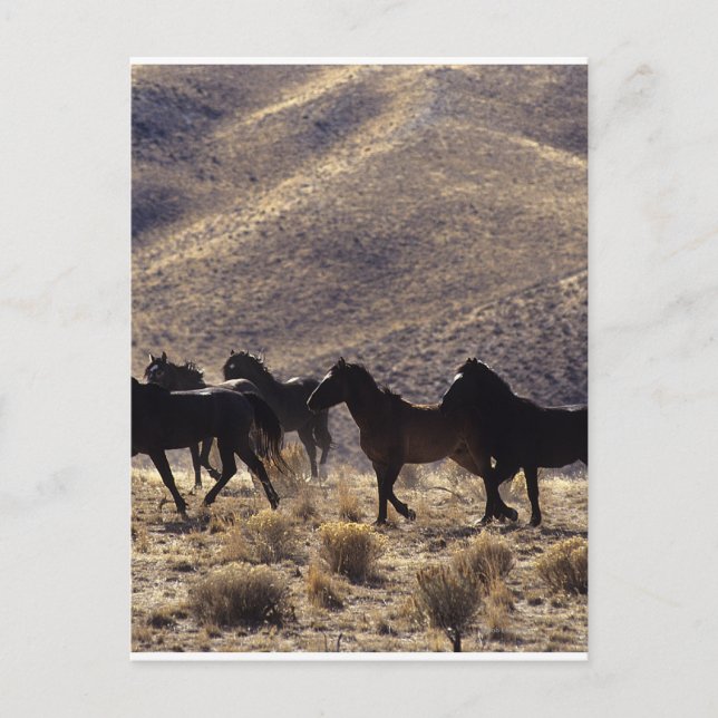 Carte Postale Chevaux Mustang sauvages dans le désert 1 (Devant)
