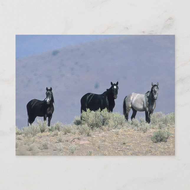 Carte Postale Chevaux Mustang sauvages dans le désert 3 (Devant)
