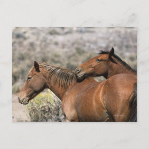 Carte Postale Chevaux Mustang Sauvages Touchant