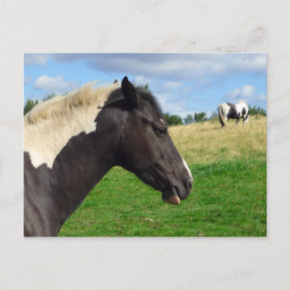 Carte postale Chevaux noirs et blancs / Ponts