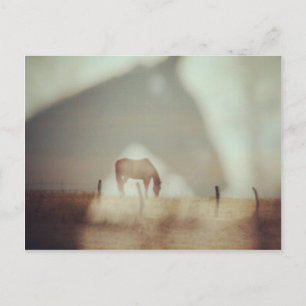 Carte Postale Chevaux par Angelandspot