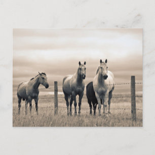 Carte Postale Chevaux Quarter Horse dans la prairie canadienne