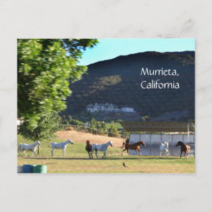 Carte Postale Chevaux Romping en Murrieta, CA
