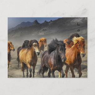 Carte Postale Chevaux sauvages
