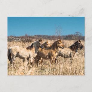 Carte Postale Chevaux sauvages à Wicken Fen, Angleterre, Royaume