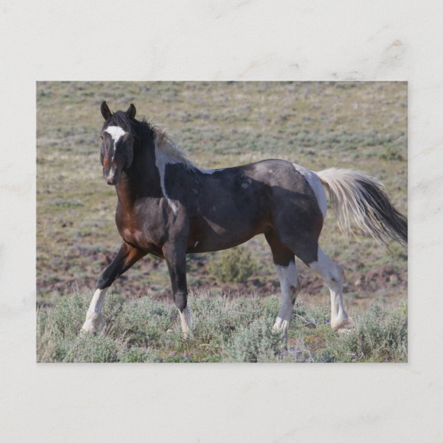 Carte Postale Chevaux sauvages après un bain de poussière (Devant)