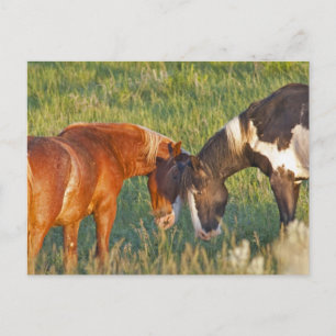 Carte Postale Chevaux sauvages au parc national Theodore Rooseve