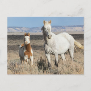 Carte Postale Chevaux sauvages chez eux dans le bassin de Sandwa