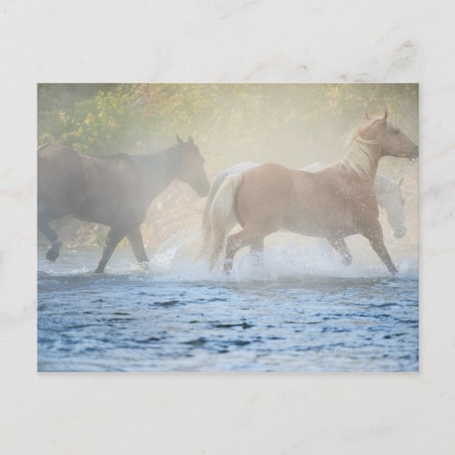 Carte Postale Chevaux sauvages courant à travers l'eau (Devant)