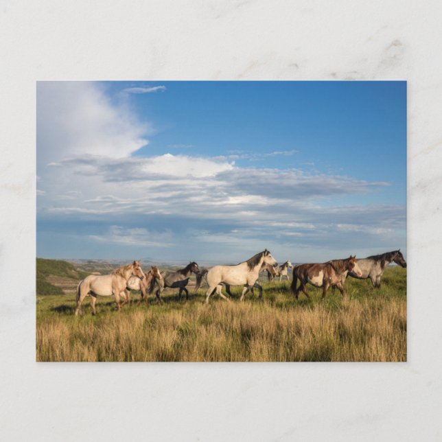 Carte Postale Chevaux sauvages dans le parc national Theodore Ro (Devant)