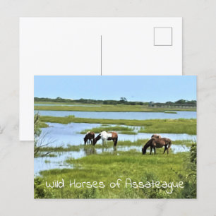 Carte Postale Chevaux sauvages d'Assateague
