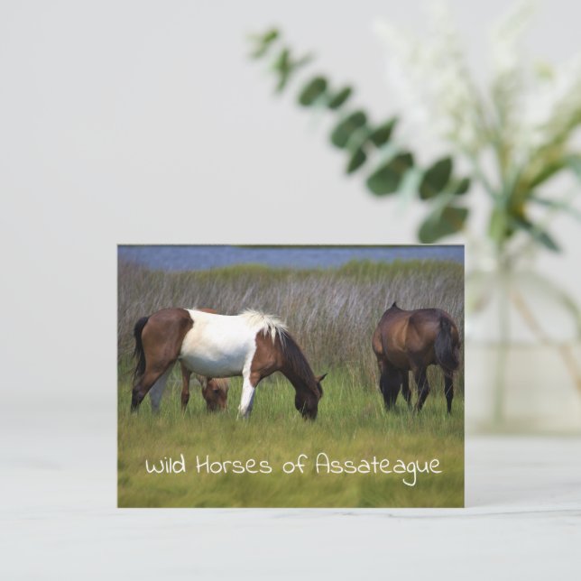 Carte postale Chevaux sauvages d'Assateague (Debout devant)