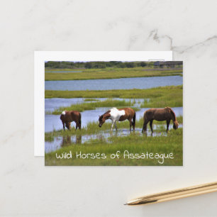 Carte postale Chevaux sauvages d'Assateague