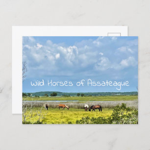 Carte postale Chevaux sauvages d'Assateague
