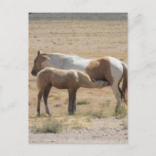 Carte Postale Chevaux sauvages Infirmier sans texte