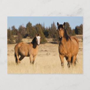 Carte Postale Chevaux sauvages, Montagnes des Steens