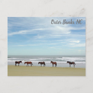 Carte Postale Chevaux sauvages Outer Banks OBX Corolla NC