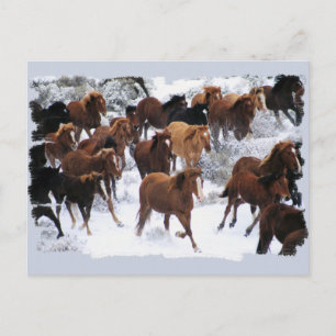 Carte Postale Chevaux sauvages pilotés