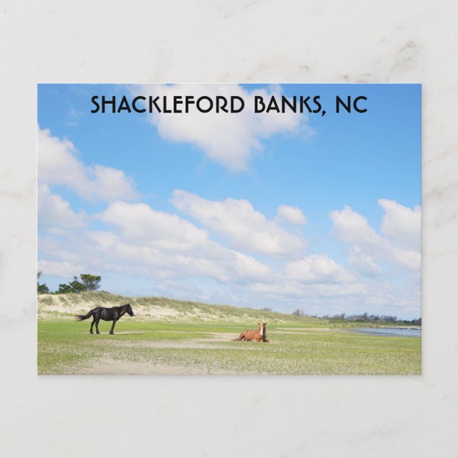Carte Postale Chevaux sauvages Shackleford Banks Caroline du Nor (Devant)