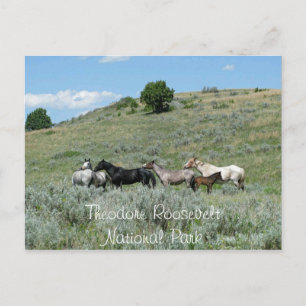 Carte Postale Chevaux sauvages, Theodore Roosevelt NP, Dakota du
